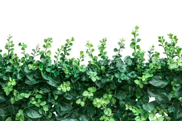 Green eucalyptus leaves border isolated on transparent background. Green plant wall panno isolated on white background.