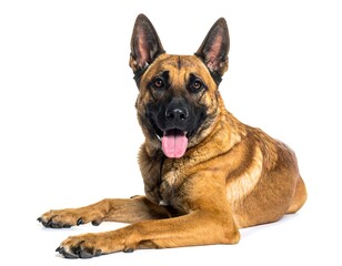 Obraz premium A medium-sized dog, likely a Belgian Malinois, lying down, facing forward. The dog's fur is a rich reddish-brown