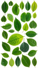 Collection of Fresh Green Leaves in Various Shapes and Sizes on White Background Overhead Flat Lay Studio Shot
