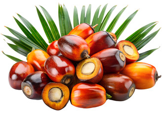 fresh palm nuts png image on transparent background