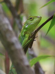 A vibrant green crested lizard with intricate scales and spiky crest, perched on a branch. Its alert eyes are focused, highlighting its natural elegance in a close-up shot.
