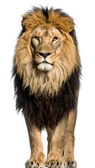 Obraz premium A majestic lion stands in profile view