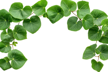Green heart shaped leaves arching over a black space isolated on transparent background. Lush green leaves forming a natural frame isolated on white background.