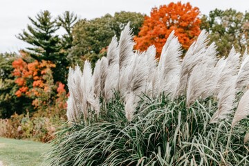 Fluffy ornamental grasses in autumnal park