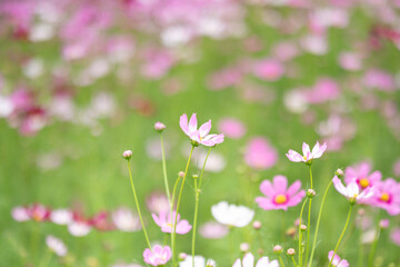 pink cosmos flowers in spring