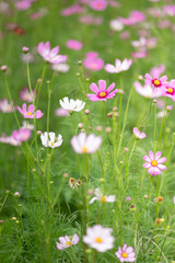 pink cosmos flowers in spring