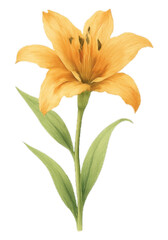 watercolor clipart, Lily flower in warm orange tones with upright petals and smooth green leaves, isolated on transparent background, ideal for seasonal designs.