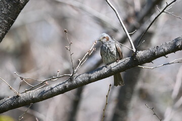 Brown-eared Bulbul Perched on Tree Branch in Kyoto Japan