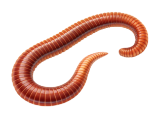 Millipede isolated on transparent background, close up view