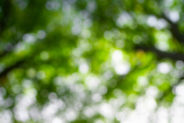 Fototapeta premium Green leaf background. Green leaf forest on blurred greenery background. Bokeh background. Green nature background. Green leaf in forest. Leaves plants blurred backdrop.