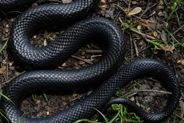 Snake scale background. Black snake scales. Close-up of snakeskin. Macro scaly snake skin. Exotic reptilian pattern. Leathery snake texture. Snakes scales detailed texture. Black leathery background.