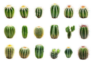 Collection of various green cacti and succulents isolated on transparent background. Set of cacti isolated on white background.