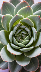 Fototapeta premium Close up of echeveria succulent plant leaves for garden design and decoration