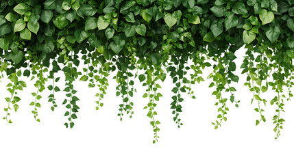 Lush tropical green vines and ivy foliage draping downward in a dense natural pattern