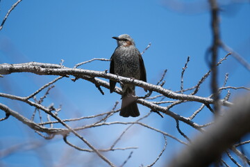Brown-eared Bulbul Perched Against Blue Sky Kyoto Japan