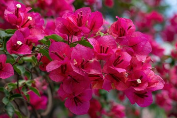 Fototapeta premium Vivid magenta bougainvillea flowers bloom with intricate details set against a blurred background