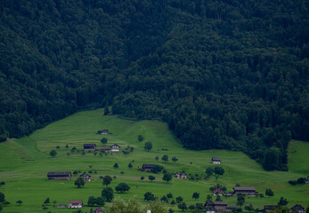 Forest background. Forest in the Alps mountains, Swiss. Mountain landscape. Forest landscape. Mountain side forest of trees in Switzerland. Ecosystem nature and environment concepts. Natural landscape