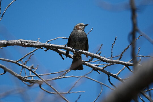 Brown-eared Bulbul perched on a branch in Kyoto, Japan
