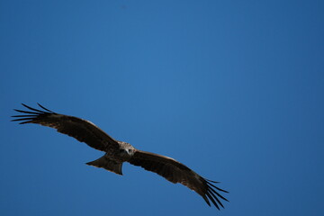 Black Kite soaring in blue sky over Kyoto, Japan