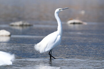 Little Egret portrait close-up in Kyoto wetlands, Japan