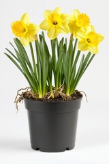 Potted yellow daffodil flowers in bloom against white background, perfect for spring blooming isolated