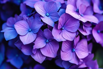 Purple Hydrangea Flowers in Full Bloom Blooming