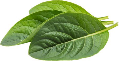 Three vibrant green leaves with detailed vein patterns stems visible isolated for plant nature fresh