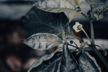 Bright and Colorful Scenery Stunning Visual Art