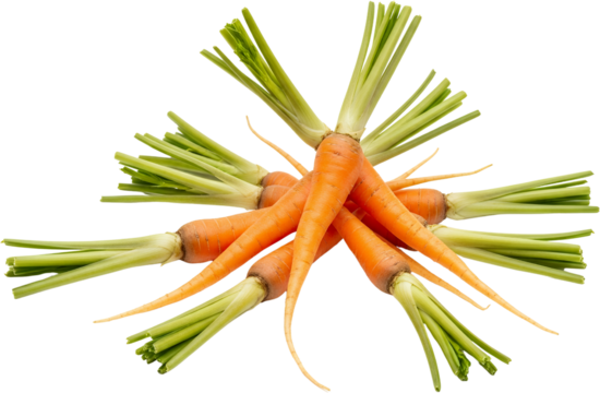 Bunch of fresh orange carrots with green leafy tops arranged in a radial pattern isolate roots transparent background