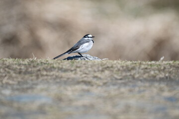 White Wagtail on cobblestones, Kyoto, Japan
