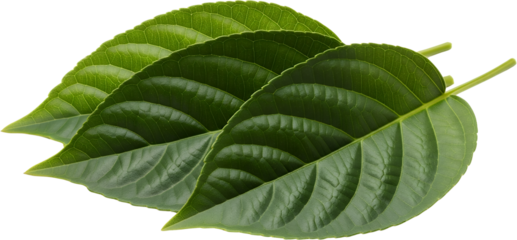 Three vibrant green leaves overlapping displaying detailed veining and smooth texture isolate Nature