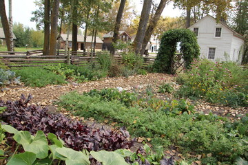 garden with flowers
