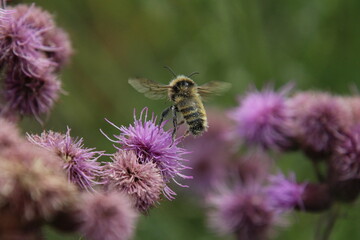 bee on a flower