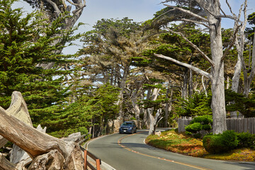 Curvy and scenic road with giant Cypress trees and old unique vegetation lining a beautiful roadway in California USA