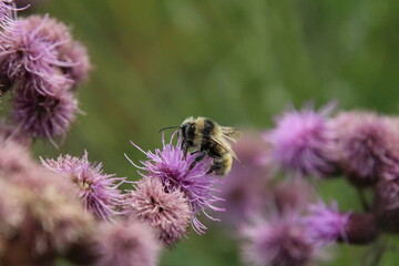 bee on thistle