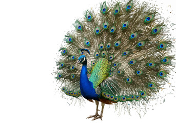 Majestic Peacock Displaying Vibrant Plumage and Intricate Feather Patterns.