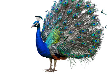 Obraz premium Majestic Peacock Displaying Iridescent Plumage and Crown Feathers.