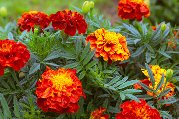 Bright red and yellow marigolds with fluffy petals are blooming in a garden. The image conveys a sense of summer and solar energy. This shot symbolizes joy, beauty, and the vitality of nature.