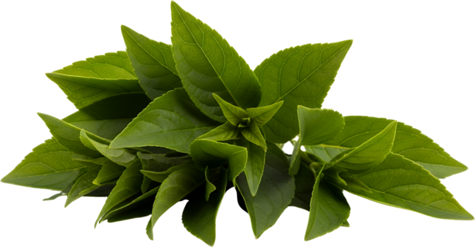 Vibrant green leaves with prominent veins a dense cluster showcasing natural texture and fresh growth isolate