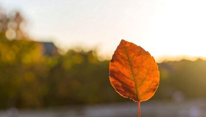 Obraz premium Autumn leaf in golden light