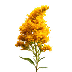 Yellow carnation flower isolated on transparent background