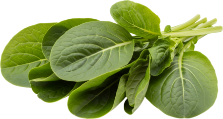 Fresh green leafy vegetable bunch with visible veins and stems isolate food organic healthy plant natural