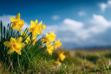 Fototapeta premium Meadow Filled with Daffodils During Spring Season
