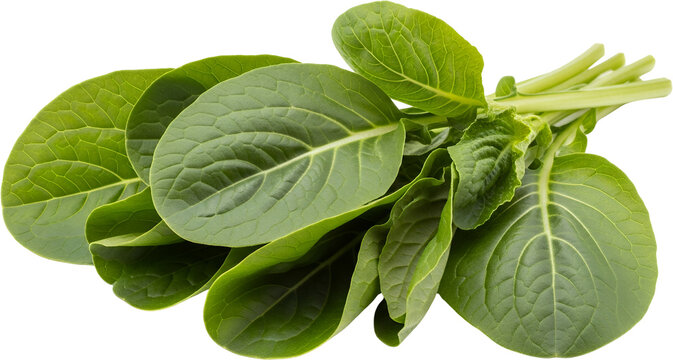 Fresh green leafy vegetable bunch with visible veins and stems isolate food organic healthy plant natural