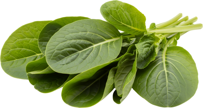 Fresh green leafy vegetable bunch with visible veins and stems isolate food organic healthy plant natural