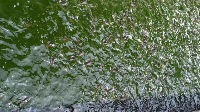 Feeding catfish in a pond, showing traditional aquaculture practice, freshwater fish farming, and daily care of lele fish in Indonesia.
