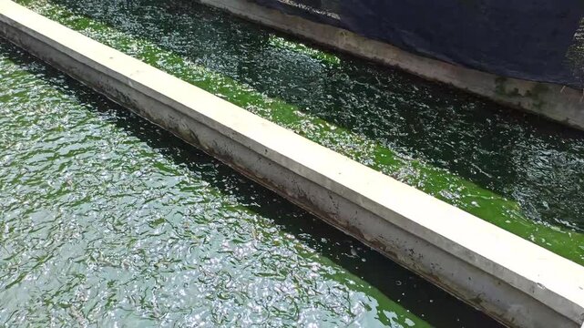 Feeding catfish in a pond, showing traditional aquaculture practice, freshwater fish farming, and daily care of lele fish in Indonesia.