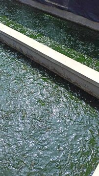 Feeding catfish in a pond, showing traditional aquaculture practice, freshwater fish farming, and daily care of lele fish in Indonesia.