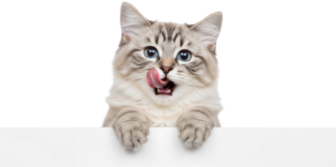 Fluffy kitten with bright blue eyes licking its nose paws resting on a white surface isolate cat feline