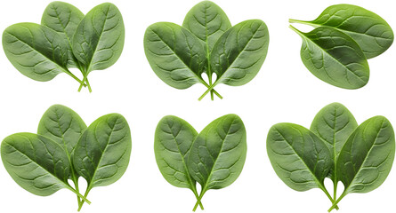 Six clusters of fresh green spinach leaves arranged in a grid pattern isolate food vegetable raw healthy